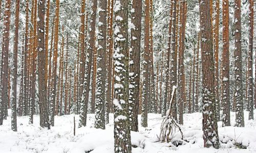 Replik: Skogsstyrelsen tillämpar gällande lag
