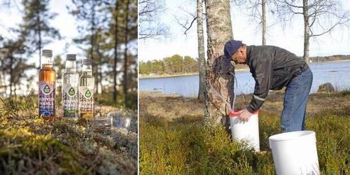 Hälsotrend banar väg för export av björksav