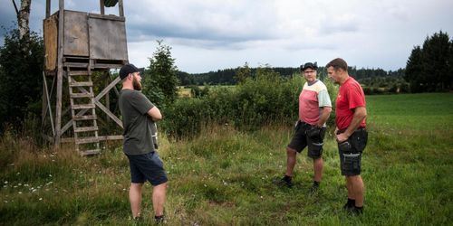 Så lyckades de begränsa vildsvinens skador