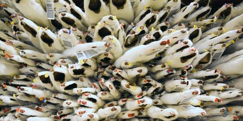 Grönt ljus för danskt miljardstöd till minkfarmare