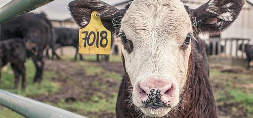 "Djurförbud ovärdigt ett rättssamhälle"