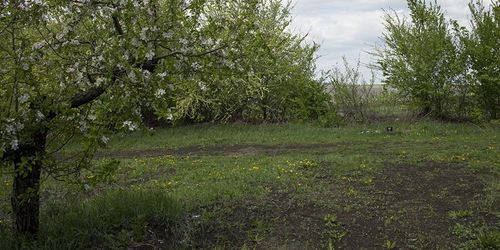 Äppelodlingar hårt ansatta av frosten