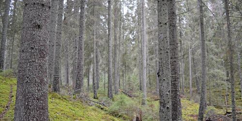 Dyr klimatnytta att låta skogen stå