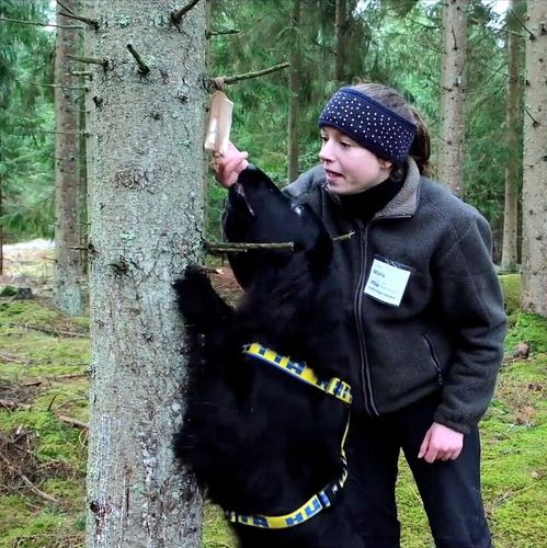 ATL TV: Låt hunden nosa fram barkborren
