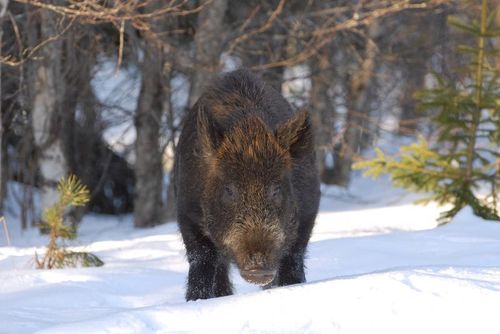 "Halva vildsvinsstammen bör skjutas av"