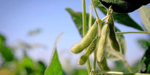 Produktion av proteingrödor ökar i EU