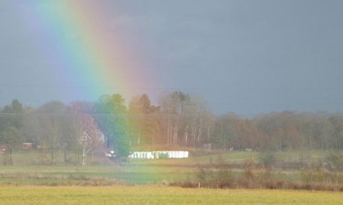 Rejäla rotblötor väntas