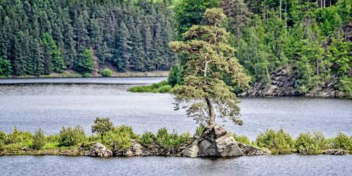 Årets träd vakar över översvämmad by