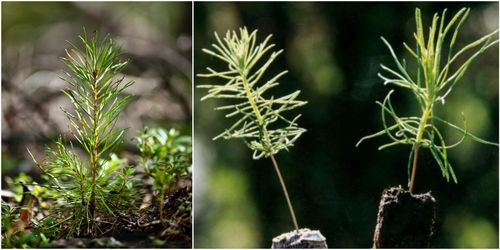 Rekordbra föryngringar: 91 procent godkänt
