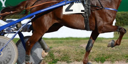 Travhästuppfödare anmäls för bristande arbetsmiljö