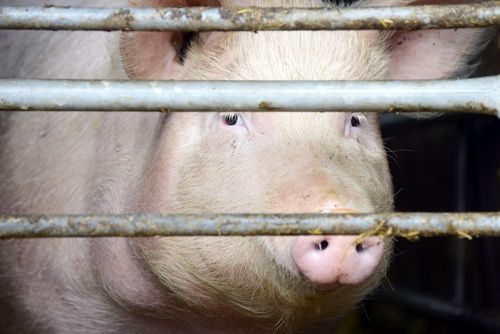 Griskoll visar på kö till slakt