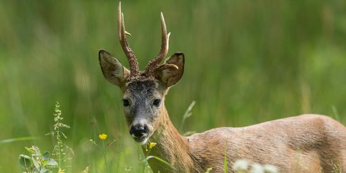 Klart med nya jakttider – här är alla förändringarna