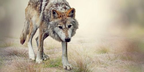 Snabbt avslut på vargjakt