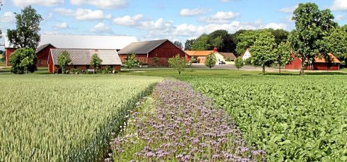 FN:s miljöpris till blommande fältkanter