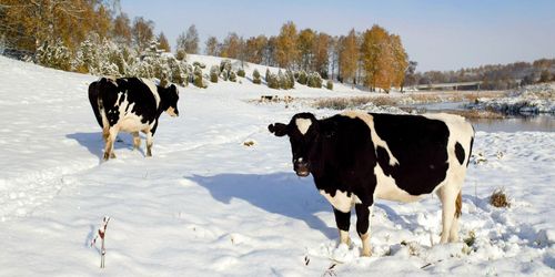 Färre företag med lantbruksdjur