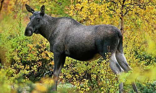 Samråd inte nödvändigt i älgförvaltningen