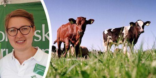 Mer kol i marken och ekomat på tallriken