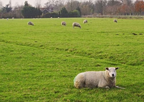 Brittiska fårfarmare optimistiska om 2017
