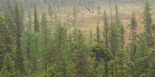 Skog för 200 miljoner säljs – blir naturreservat