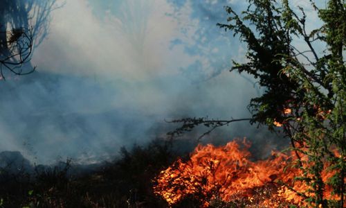 Skogsbrand hotade fastighet: ”Oroliga att det ska blossa upp”
