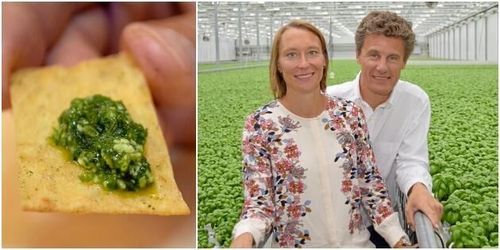 Svegro satsar nu även på förädling