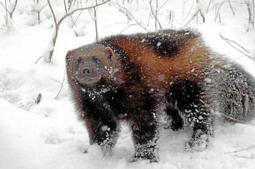Fler järvföryngringar