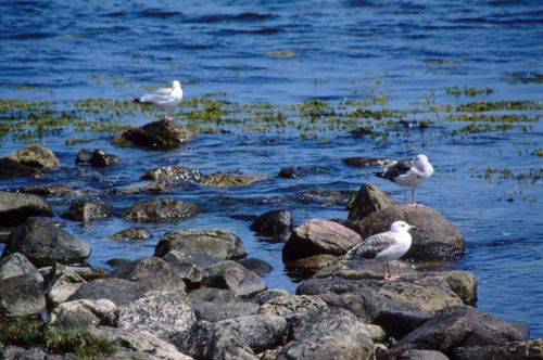 Mer pengar mot övergödning