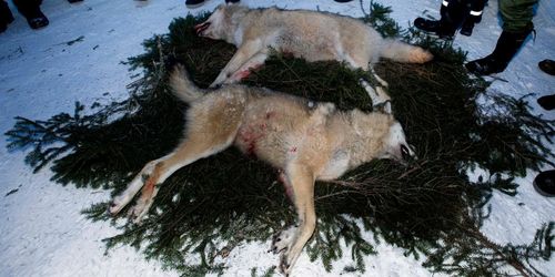 Osäkra uppgifter om illegal jakt på varg
