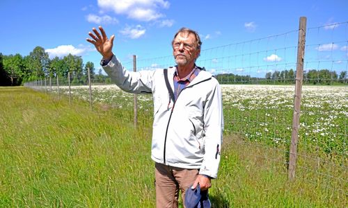 Skyddar åkern med två meter högt stängsel