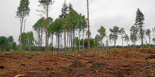 Hårt hugget i statlig skog – ger problem på sikt