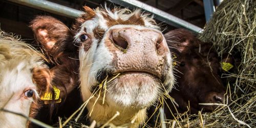 Kor kan dö av för mycket halm – experter varnar