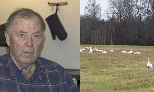 Fåglar åt upp hans skörd