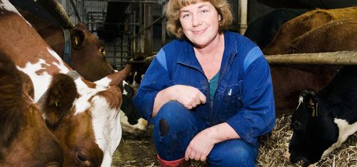 Korna blir konst på Ölands skördefest