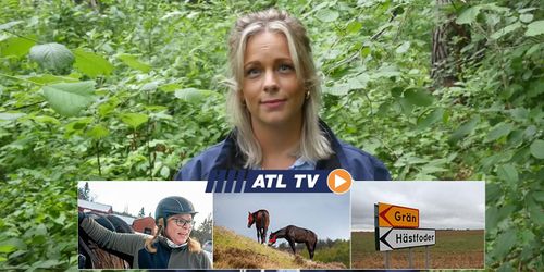 ATL TV: Starkare hästar på naturbete