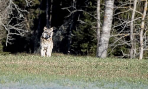 Extra DNA-insamling från varg – så många har hittats