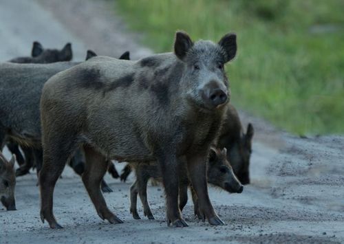 Antalet fall av afrikansk svinpest har exploderat i Polen under första halvåret i år och finns både hos vildsvin och tamsvin.
