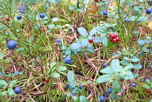 Magert år för blåbär spår SLU