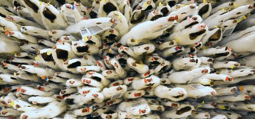 ATL på världens största minkpälsauktion