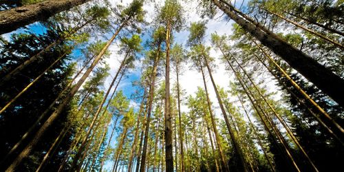 Här finns Sveriges bästa tall