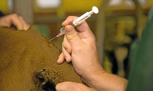 Krisberedskap för djursjukvård ses över