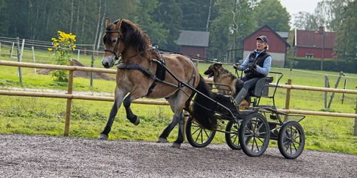 Trotsar tyngdlagen – gör succé i Europa