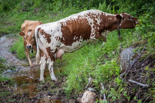 Kan inte SNF, WWF och Skydda Skogen acceptera mångbruk och agroforestry? Den frågan ställer Kelvin Ekeland i sin debattartikel.