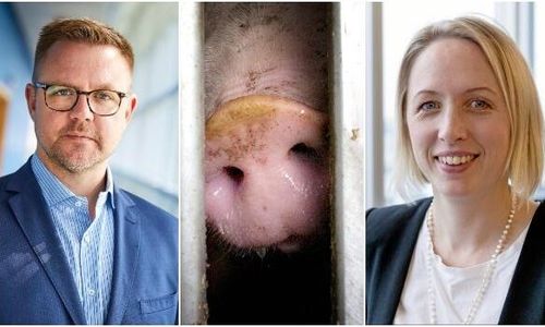 De ska granska djurtransporterna i EU