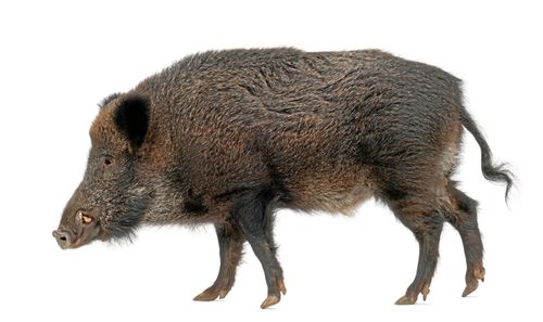 Farligt att lätta på vildsvinskontrollen