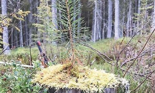 Björn Ferry om vad som är "tillräckligt bra"