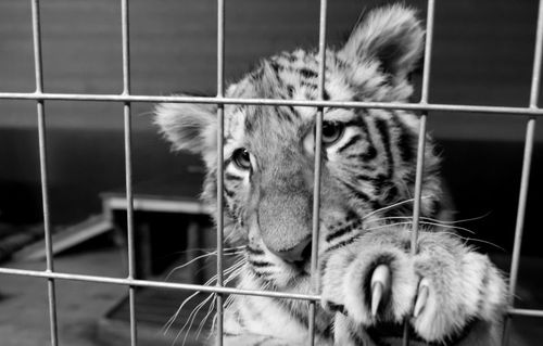 Nya djurskyddslagen förbjuder någon att slå sina husdjur eller äga vilda djur som tigrar.