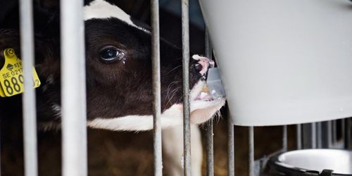 Vi har inte samma regler, Arla