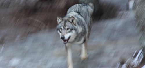 Varghane biter sig kvar i Skånetrakten