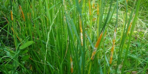 Många fall av kolvsjuka i vall