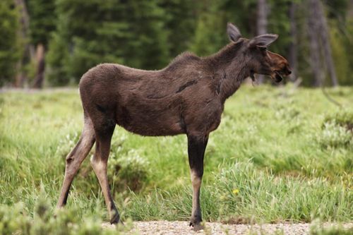 Älg räddad ur gödselbrunn